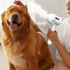 Dog Brush For Grooming Cat Detangling Shedding Comb Pet Spray Hair Removal Comb Furry Basic Pet Grooming Brush
