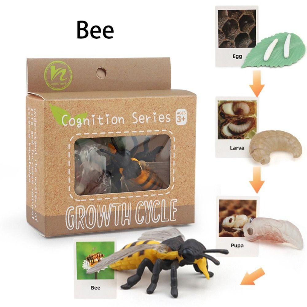 Cycle Figurine Animal Life Cycle Children Toys Simulation Plant Model Animal Growth Cycle Model