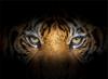TEMPERED GLASS CUTTING BOARD 30x22 TIGER