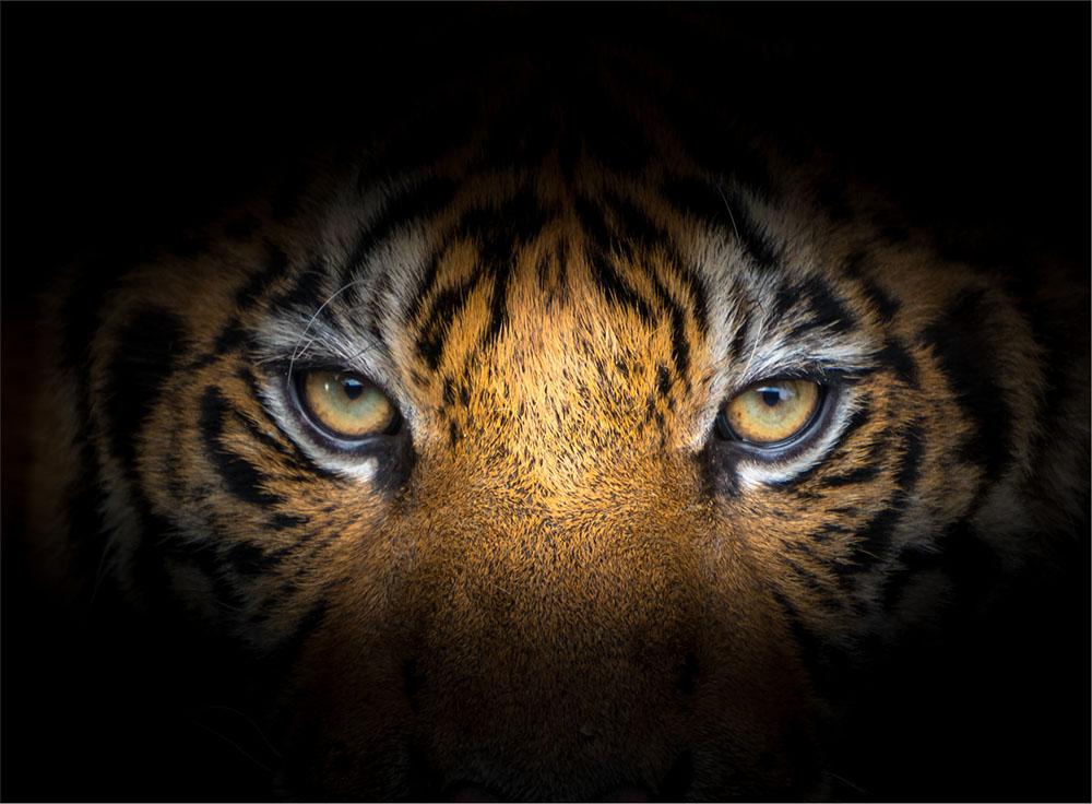 TEMPERED GLASS CUTTING BOARD 30x22 TIGER