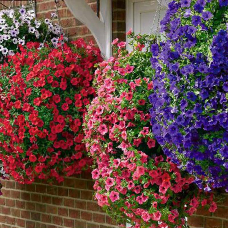 Buy 50Pcs Decorative Potted Flowers Seeds Home Garden Plants Pure