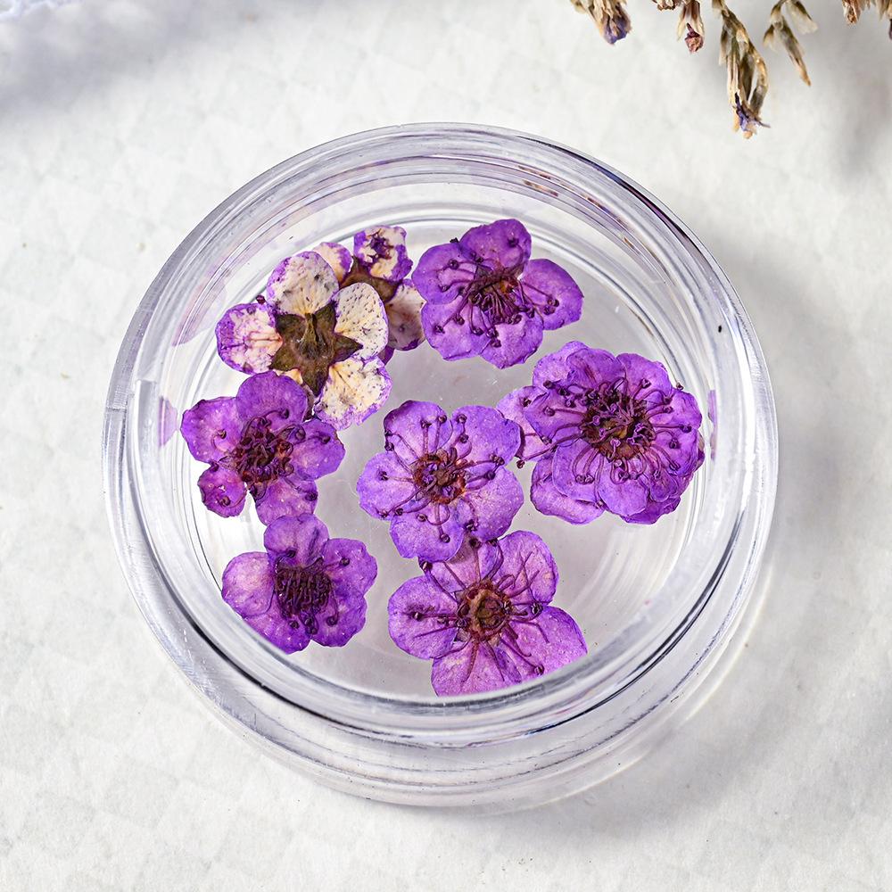 10PCS/Box Small Daffodil Dried Flower for Nail Art Decorations Natural Real Pressed Flower Making up Phone Case Mold Making