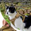 INS Outdoor Cat Vest Waterproof Cat Clothes Cat Chest Strap Special Vest for Walking Cats Can Be Adjusted
