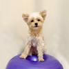 Nanpet Hund Patella Stärkung Donut Gymnastikball Kniebeugen Balance Ball Luxation Schutz Übung, lila, 1 Stück