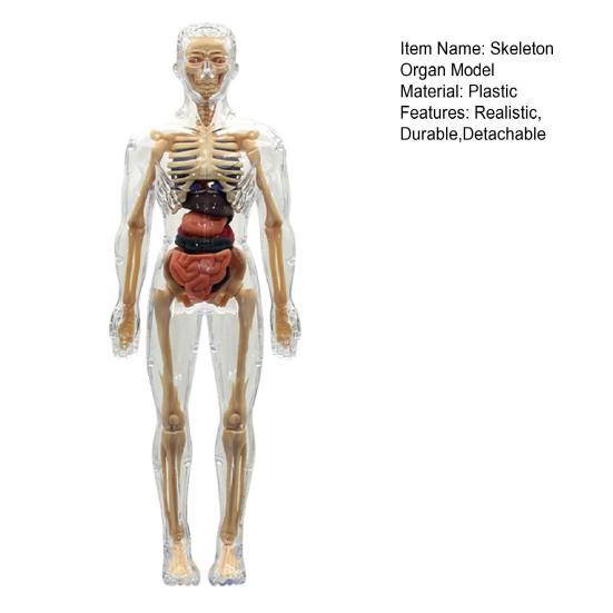 Clear Human Body Structure Model Kit 28-Piece Removable Anatomy Figure 3D Assembly Set DIY Human Torso Organ Model for Education And Demonstration