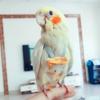 Parrot Pigeon Diaper Flight Suit Bird Nappy Parrot Clothes for Green Cheek Parakeet Cockatiel Conure Small Medium Birds