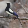 - Simulation Birds, Feathered Bird Models, Crafts, Figurines, Statues, Garden Decorations, for