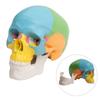 Anatomical 4D Disassembled Human Skull Model for Medicals Cardiovascular Medicals Biological Experiment Human Model