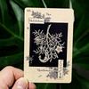 33pcs Magickal Botanical Oracle 10*6.5cm Plants From The Witch's Garden Cards