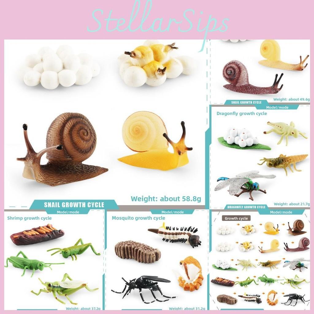 Snails Dragonflies Insect Lifecycle Pvc Model Science Education Display Kids For