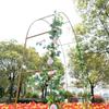 Iron Arch Climbing Frame for Wedding Garden or Courtyard Decor