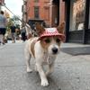 Breathable Dog Fisherman Hat Adjustable Dog Visor Hats Comfortable Cat Sunscreen Hat  Spring Summer