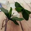 Artificial Plant Leaf Real Touch Phalaenopsis Orchid Plastic Leaves Fake Plant Green Leaf Decorative Green Plant Simulation Leaf