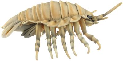 BH8577 HANSA Giant Isopod 37