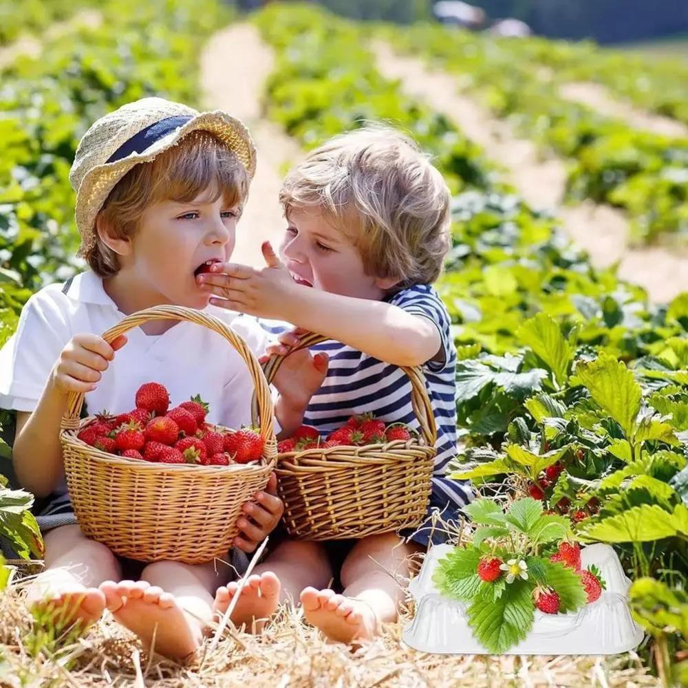 20/50/100pcs Transparent Fruit Plant Tray Fruit Protection Vagetable Support Tray Watermelon