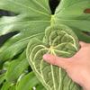 Absorbent Hand Towel Plant Leaf Design For Kitchen Bathroom Cleaning Cloth Quick Dry Kitchen Accessories With Hanging Loop