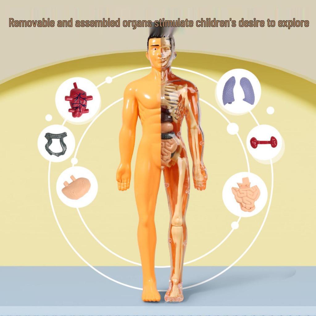 Human Skeleton & Organs Model for Medical Teaching and Science Education