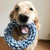 Cães – Brinquedos para cães