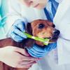 Pet Three Head Toothbrush Pet Dog Toothbrush Cat Toothbrush Cat and Dog Oral Cleaning Products Small Dog Soft Hair Toothbrush