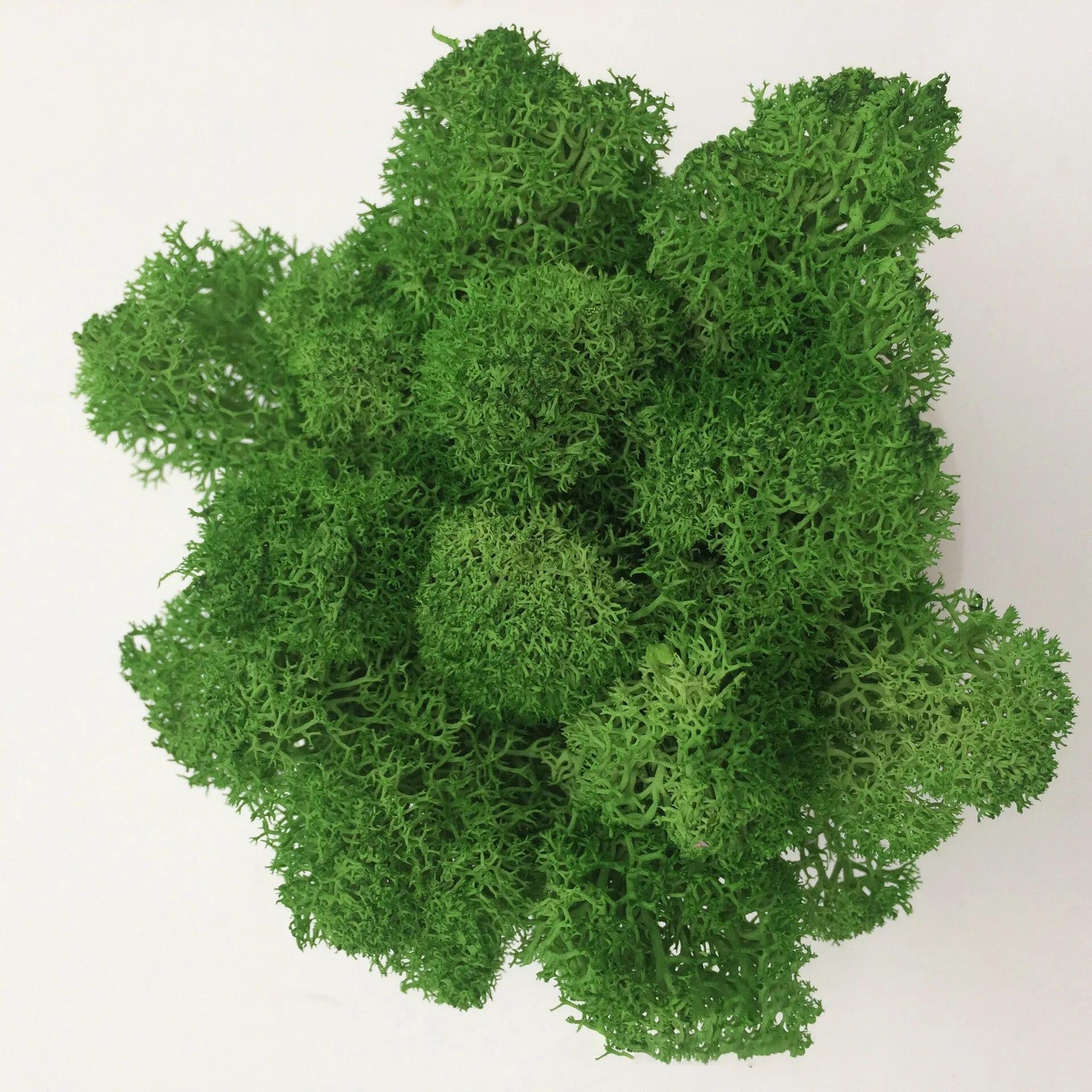

Искусственные растения своими руками, консервированный мох, имитация поддельных растений, декор для сада, ландшафтный декор стен, украшения для дома, аксессуары, подарки 50g зелёный