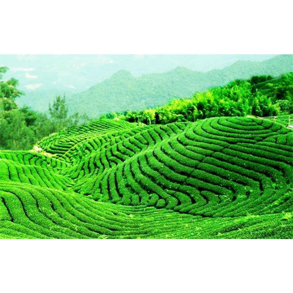 Premium Raw Puer Tea 100g Yunnan Sheng Pu erh