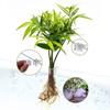 6pcs Aquarium Plant Holder Clear Planting Bracket Cup Fish Tank Durable Pot Sturdy Hangable Aquatic Plant Support For Fish Tank