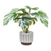 Mini Potted Monstera Doll Mansion Plant 0.0458333333333333 Scale Miniature Monstera Plant