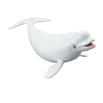 Collcta Beluga