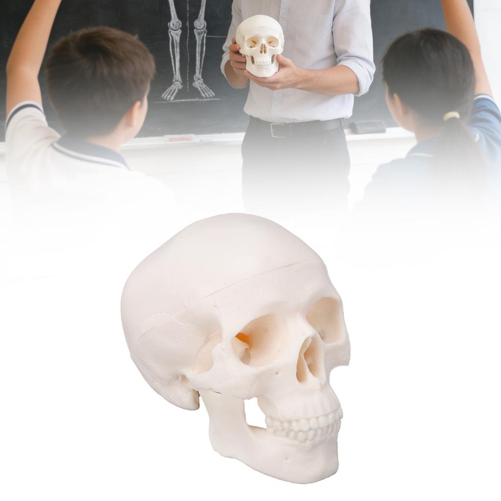 Skull Display Model 1Celsius2 Human Skull Model Teaching Educational Tool for Students Artists