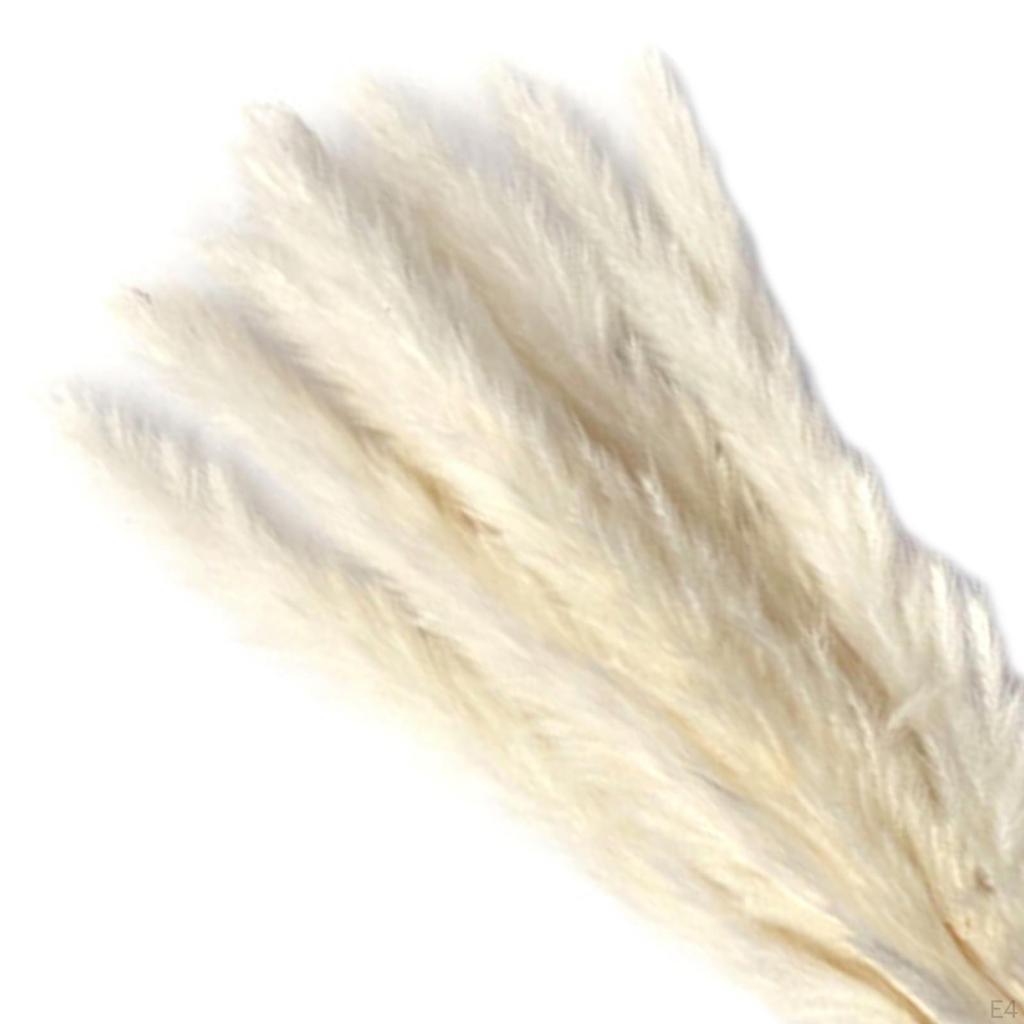Dried Grass Bunch Bouquet Phragmites Reed Crafts Boho for Decoration Gift Birthday