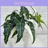 Simulated Plant Alocasia Odora Mall Hotel Courtyard Green Decoration Plant