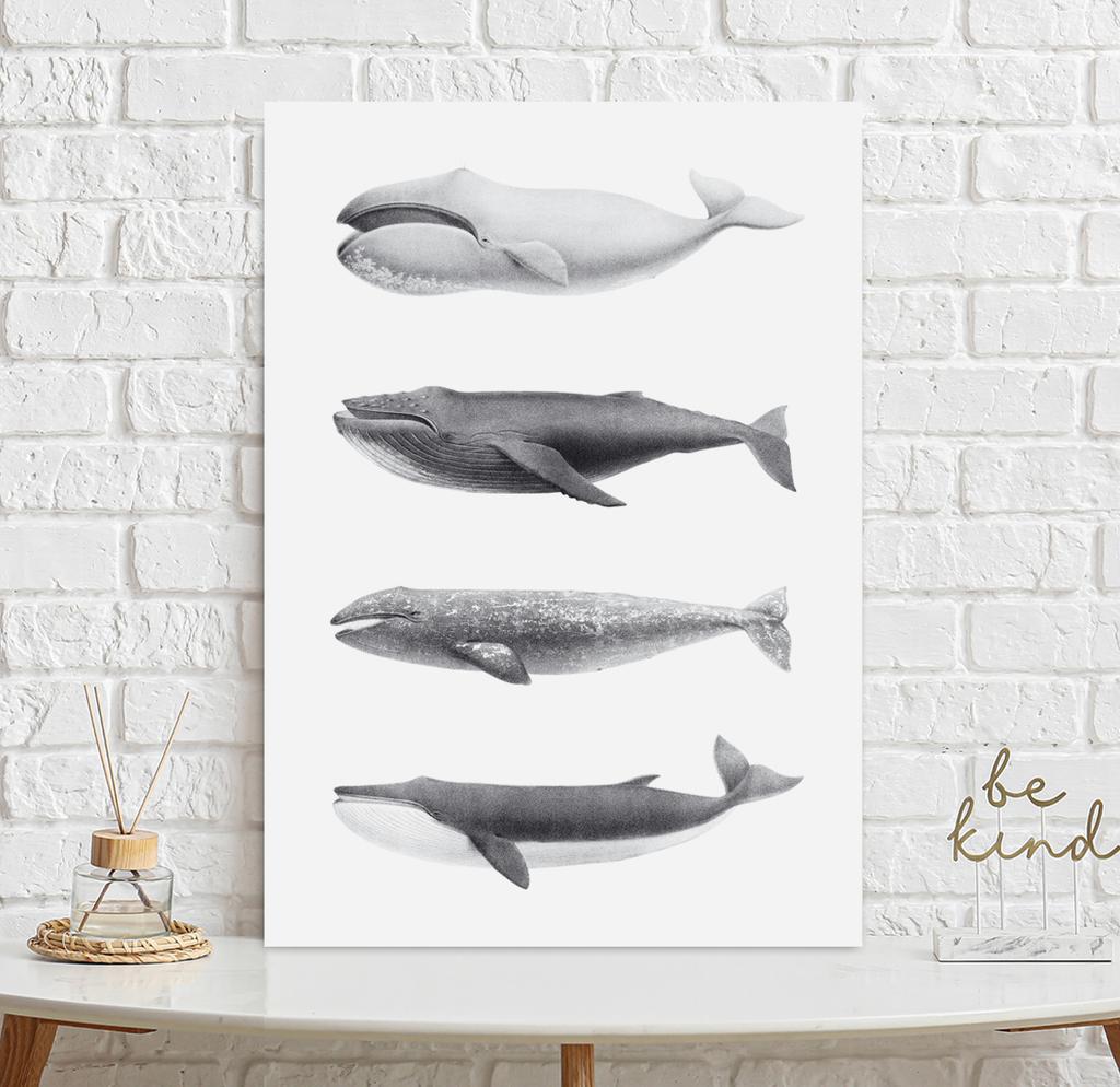 Plakat humbaki wieloryb