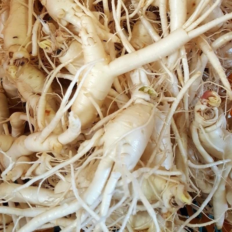 Punggi Ginseng Fresh for Home Use, 600 Grams of Wild Green Onion That Is Weak Even If It Ugly, Washed/non-washed Fresh Ginseng, Red Ironing, 1 Piece