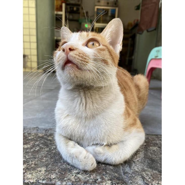 Pet Bed Stray Cat Bed, Outdoor Rainproof and Sunscreen Oxford Cloth Cat Litter Pet Supplies Wild Cat Winter Warm Cat House(M)