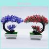 Pinus Hwangshanensis Miniature Bonsai Plastic Pot Landscape Home Decor