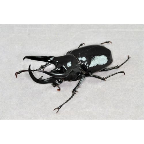 BACALYSO | Nirvana 1/1 Scale Atlas Beetle Figure, Refrigerator Ornament, Magnetic, Realistic, Adult, Illustrated, Insect, Beetle, Resin, Adult-Friendl