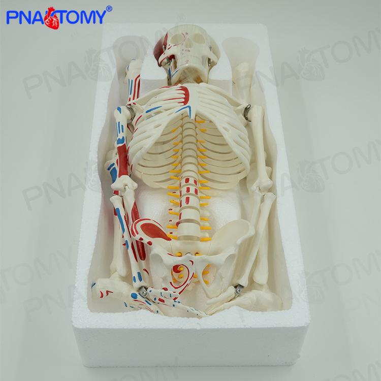 85cm Anatomical Skeleton Model with Detachable Parts, Movable Joints, Muscle Coloring, Spinal Nerves, and Intervertebral Discs. 85cm