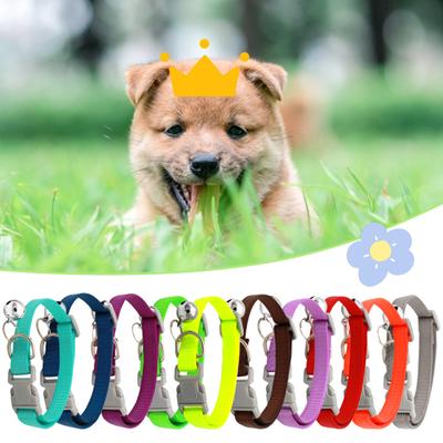 Köpek – Köpek Tasmaları ve Tasma Kayışları