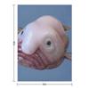 Blob Fish Throw Blanket bed plaid Travel for sofa Bed Blankets