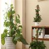 Monstera Pole Coir Totem Plant Climbing Pole Monstera Stake Sturdy Structure Gardening Cocoanut Stick Indoor Trellis for Pothos
