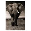 Canvas Print, Elephant XXL On the Savannah