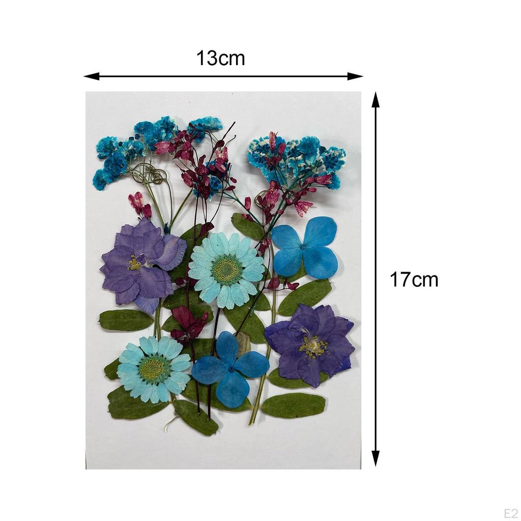 Assorted Pressed Floral Assortment for DIY Projects