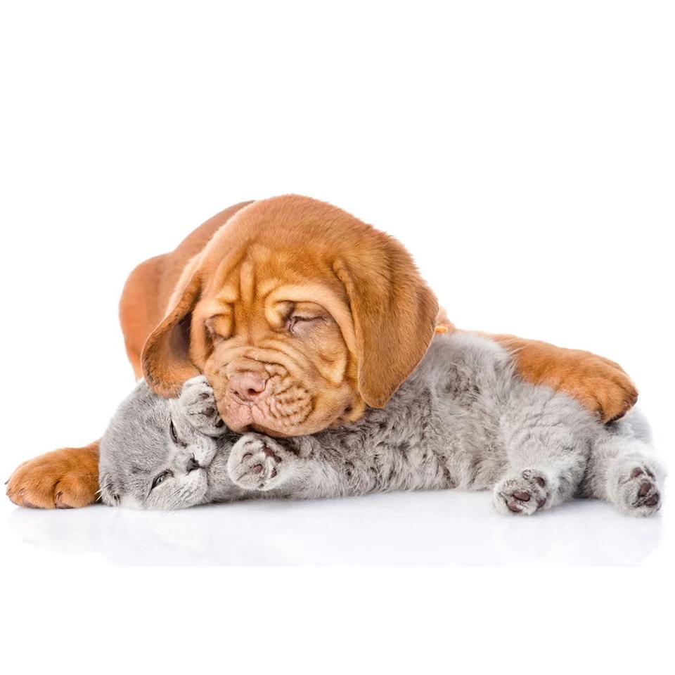 5D DIY Full Round Diamond Painting "animal" Dog Cat Diamond Embroidery Mosaic Cross Stitch Kit Rhinestone Home Decoration