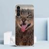 Pet Cat Funny Memes Cover for Samsung Galaxy A17 A37 A57 A16 A26 A36 A56 A15 A14 A55 Phone Case A13 A53 A25 A35 A24 A34 A23 A33
