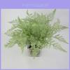 Faux Pteridium Aquilinum Var Latiusculum Plant Decor Set With Realistic Leaf Textures For Garden Photography And Home Decor