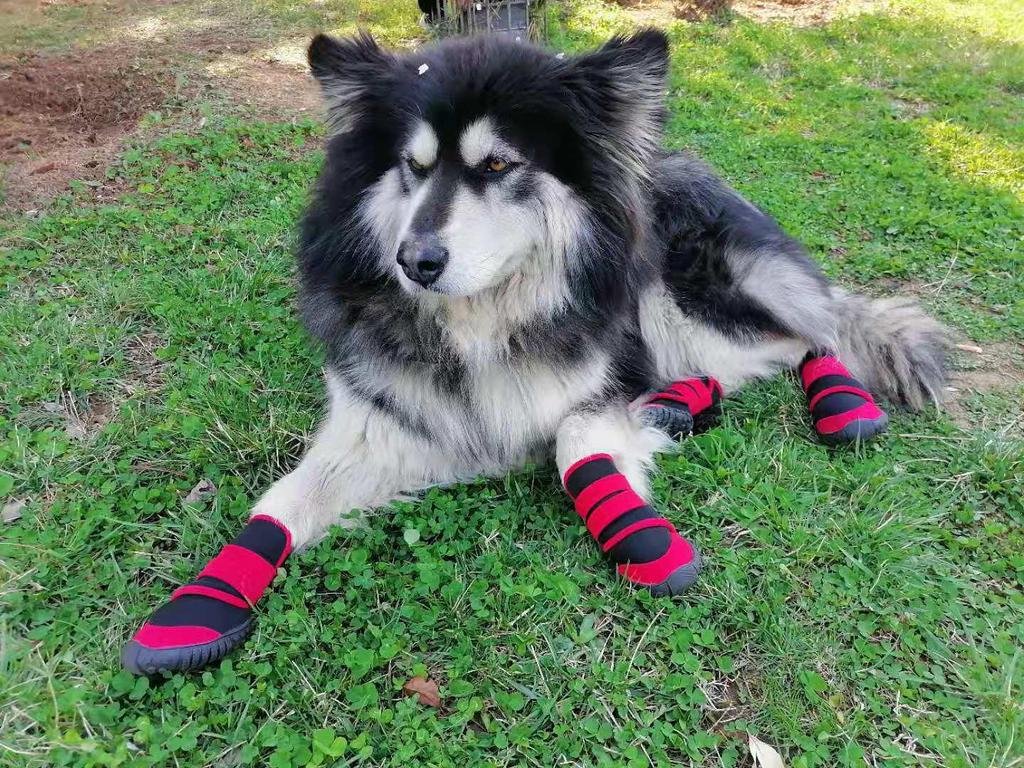 Breathable All-Season Comfortable Pet Dog Shoes