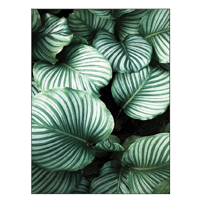 Weiße Tulpe, grüne Sukkulenten, Aloe, Monstera, Pflanzenkunst, nordisches Poster, Leinwandmalerei und Druck von Wandbildern für die Wohnzimmerdekoration