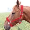 Briglia per Cavallo Regolabile Colore Rosso Ispessito 6mm Cavezza di Controllo Accessori per Equitazione