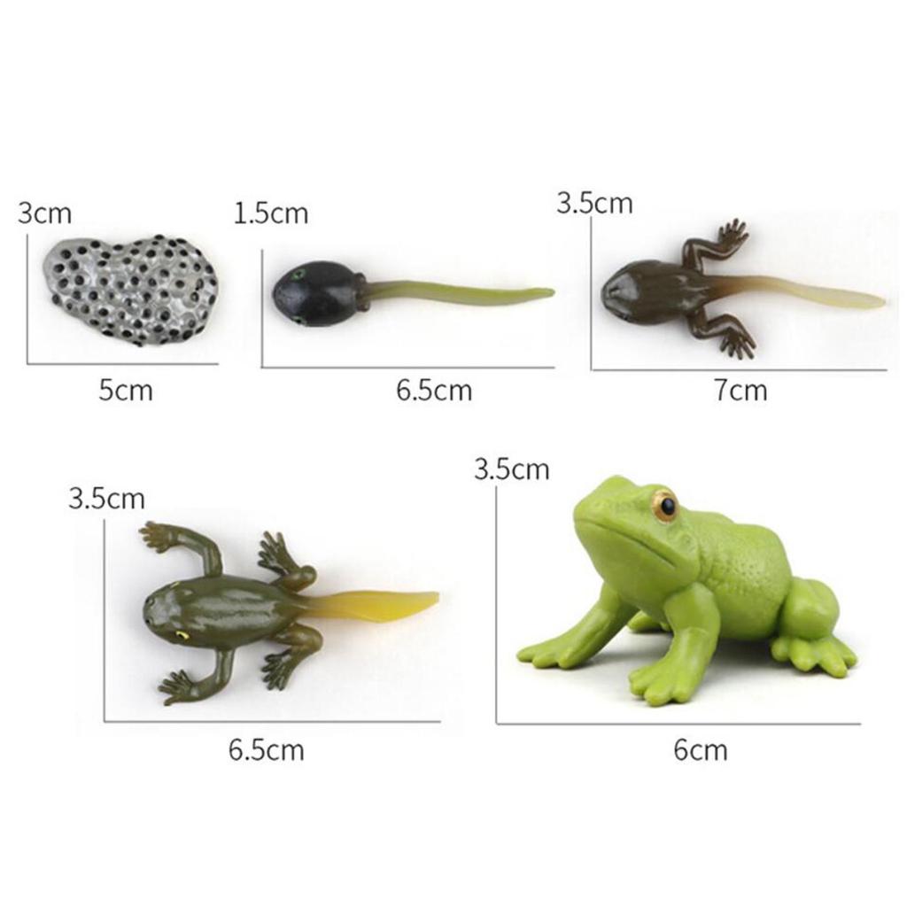 Animal Figurines Set for Biology Education And Party Gifts