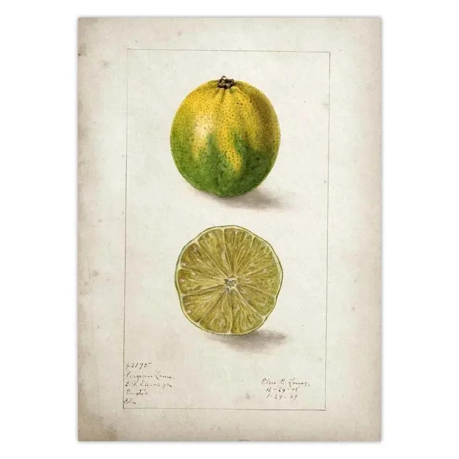 

Classic Fruit Kitchen Antique Canvas Painting Retro Print Pear Apple Pineapple Wall Art Deco Picture,High Quality for Home Decor 21X30CMNo Framed